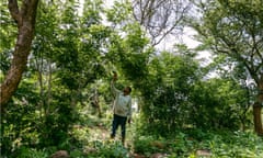 A man picking fruit from a tree.