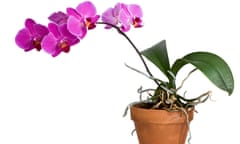 Purple orchid in clay pot