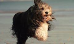 A bearded collie in Dogs: An Amazing Animal Family.