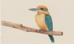 The sihek, or the Guam kingfisher, is a beautiful blue-gold songbird that’s been extirpated in the wild since the 1980s.