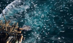 Sea birds follow a trawler as it fishes for herring in north-Atlantic waters. States have been allocating their own herring quotas – and overfishing the species as a result.