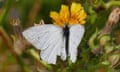 A large white butterfly sitting on a yellow flower