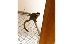 In this image from Dallas police, an emperor tamarin monkey that had gone missing from the zoo is found inside the closet of an abandoned home in Lancaster, Texas.