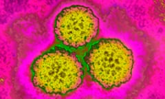 Papilloma virus (HPV)