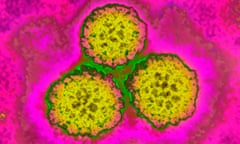 Papilloma virus