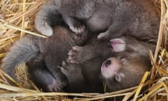 Red panda cubs born at Whipsnade zoo