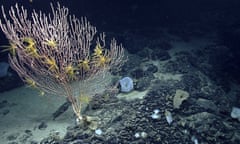 Corals   off the coast of New England in the North Atlantic Ocean