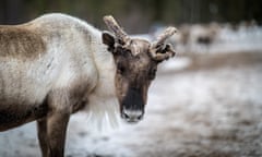 The Guardian and Observer 2021 charity appeal is supporting climate justice, including for the the Sami of Sápmi, who are traditionally fishers, trappers and reindeer herders.