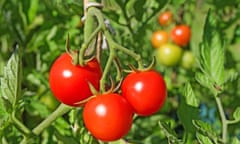 Tomatoes ripening on the vine