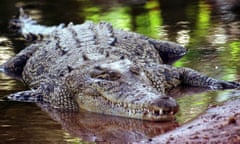 An estuarine crocodile