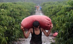 A worker carries a sack of recently harvested robusta coffee fruits at a plantation in Nueva Guinea,Nicaragua.