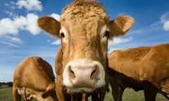 Beef cattle in a field