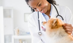 Mixed race veterinarian examining Pomeranian dogGettyImages-138307621
