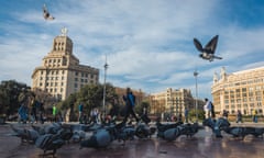 Lots of pigeons congregating in a city square.