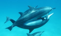 Dolphins mating in Fernando de Noronha, Brazil.