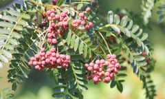 Sorbus vilmorinii