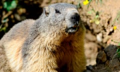 A marmot