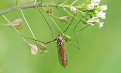 Craneflies are important food for many birds.