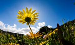 Fynbos Wild Flowers in Spring<br>epa05563535 Wild Fynbos flowers during a sunny spring day in the World Heritage Site Table Mountain National Park in Cape Town, South Africa, 30 September 2016. Fynbos is Dutch for fine-leaved plants. Fynbos is a totally unique vegetation that makes up 80 per cent of the Cape Floral Kingdom and is found nowhere else on earth. Table Mountain alone hosts as many plant species as the entire United Kingdom with 1 500 species. The Western Cape is more botanically diverse than the richest tropical rainforest in South America according to World Wildlife Fund (WWF).  EPA/NIC BOTHMA