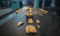 Lucy, the 3.2 million-year-old skeleton of an Australopithecus afarensis female, on display at the National Museum of Ethiopia, Addis Ababa.