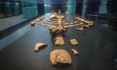 Lucy, the 3.2 million-year-old skeleton of an Australopithecus afarensis female, on display at the National Museum of Ethiopia, Addis Ababa.