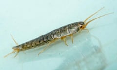 A silverfish