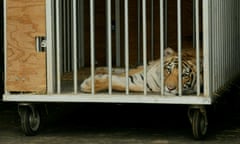 Tiger in a cage