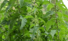 The disruption in the nettles’ growth allowed Patricia Wiltshire to deduce exactly how long the girls’ bodies had been left in the ditch