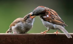 Male house sparrow feeding juvenile.