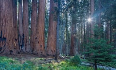 Sequoia National Park, California.