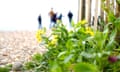 Rivers, land and seascape are being rewilded along a 100-mile stretch of coastline in Sussex Bay.