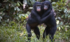 Two bonobo chimpanzees hugging