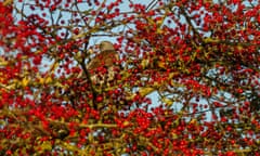 A fieldfare in Burley-in-Wharfedale, West Yorkshire.
