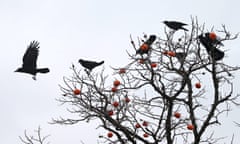 Persimmons to crows<br>epaselect epa05042180 A group of crows gather on a persimmon tree to glut themselves on the fruit in the southeastern city of Ulsan, South Korea, 26 November 2015. In Korea, people seldom pick persimmons at the top of trees so that birds can eat them. Ulsan is the country's biggest habitat for migratory crows, with about 50,000 crows visiting the area around the city's Taehwa River every winter.  EPA/YONHAP SOUTH KOREA OUT