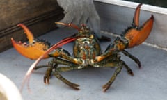 FILE - A lobster rears its claws after being caught off Spruce Head, Maine, Aug. 31, 2021. Environmental groups are once again at odds with politicians and fishermen in New England in the wake of a decision by high-end retail giant Whole Foods to stop selling Maine lobster. (AP Photo/Robert F. Bukaty, File)