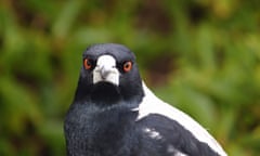 magpie bird