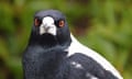 An Australian magpie