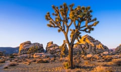 Joshua tree national park at sunset, California, US.