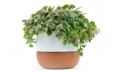 The Japanese Stonecrop in a pot.