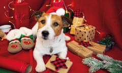 Jack russell dog wearing Santa hat, surrounded by Christmas presents and decorations