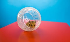 A hamster in a wheel