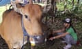 A woman feeds cows at a shelter in Karangasem, Bali, Indonesia.