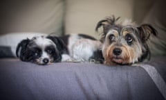 Two cute dogs lying on sofa 