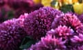 Chrysanthemum flowers