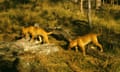 Dingoes in a forest