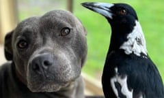 Peggy the Staffy with Molly the magpie.