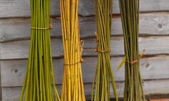 Bundles of newly coppiced Salix viminalis - willow stems harvested during late autumn and winter each year, to create living willow structures and woven items.