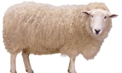 Sheep