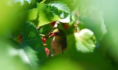A silvereye feeding on mulberries