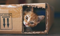 This Way Up<br>Ginger kitten playing with a cardboard box.